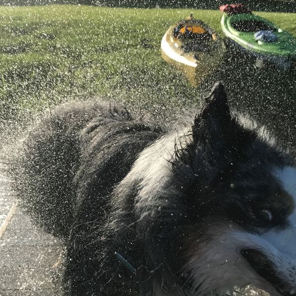 Meet your Posher, Tyler - Picture 1 of 1